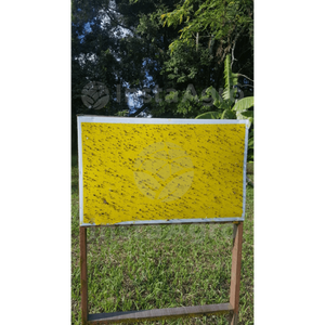 Yellow Glue Indefinido