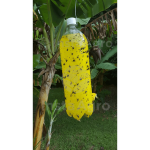 Yellow Glue Indefinido